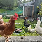 Lejlighed Summer With Heated Pool 50 Min From Bergen